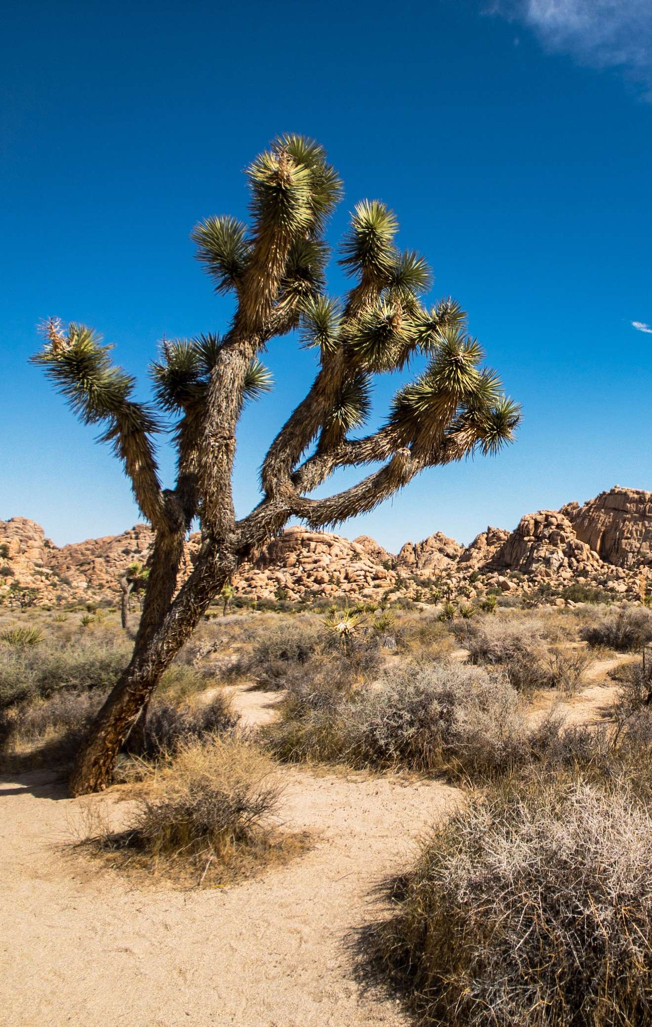 Joshua Tree